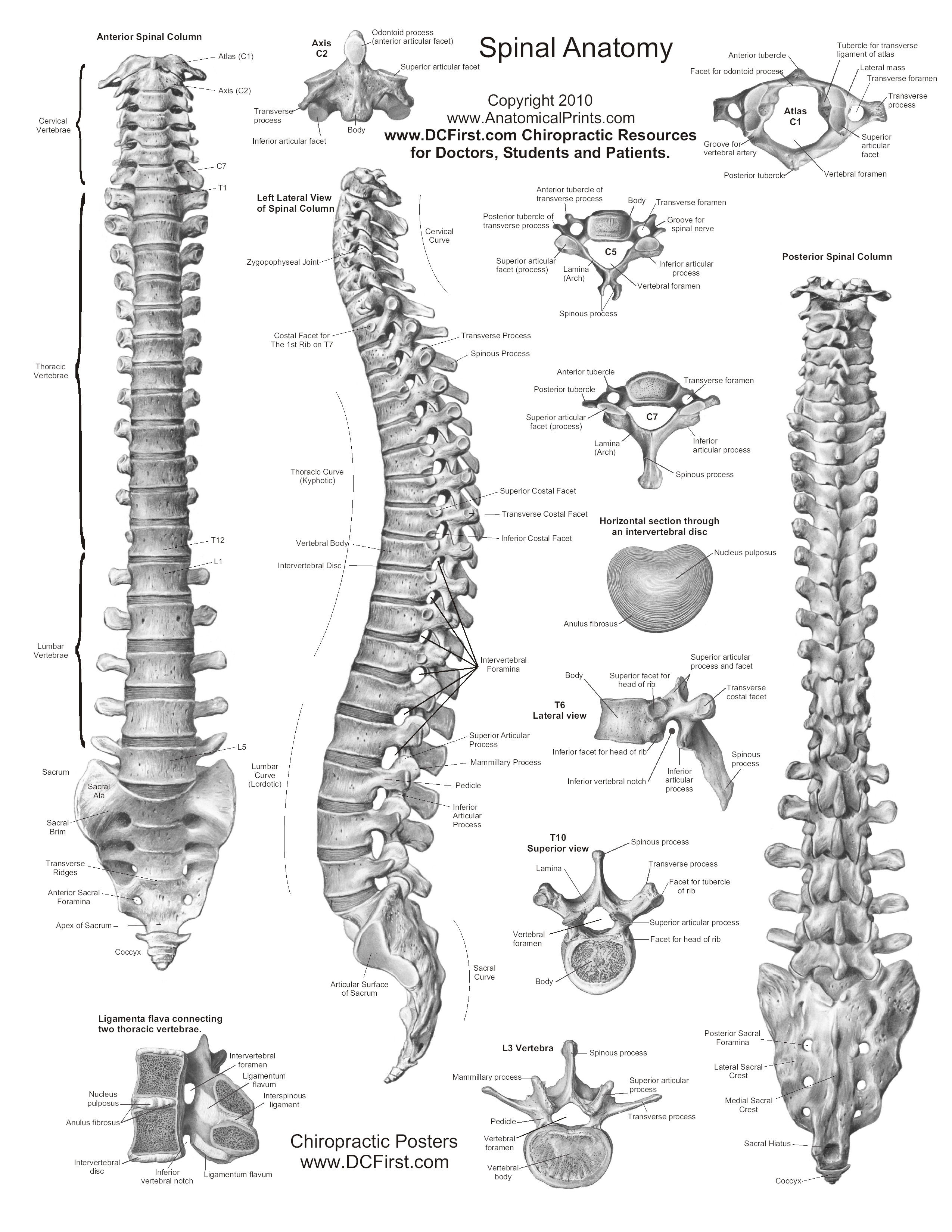 anatomy-and-physiology-printable-study-guides-printable-word-searches