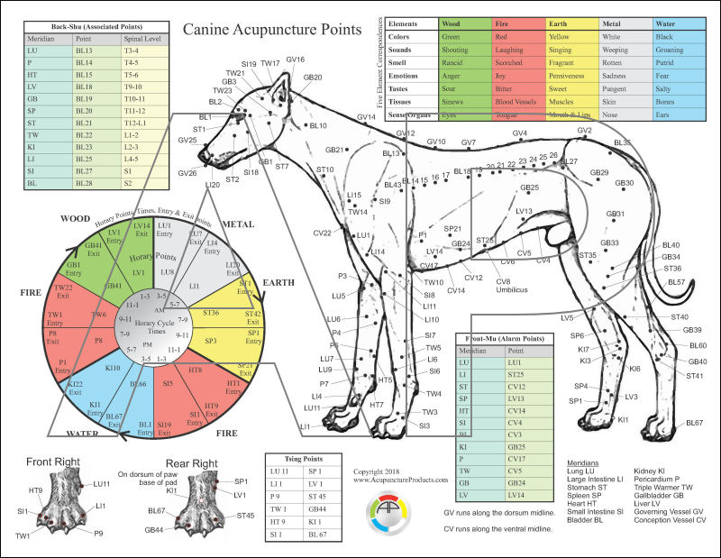 Dog Aacupuncture Chart