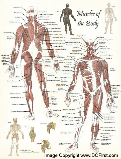 Body Muscles Labeled