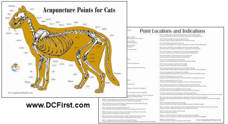 Cat Aacupuncture Chart