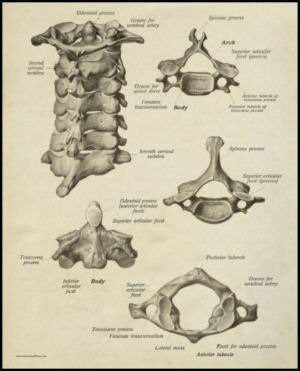 Cervical Spinal vertebrae