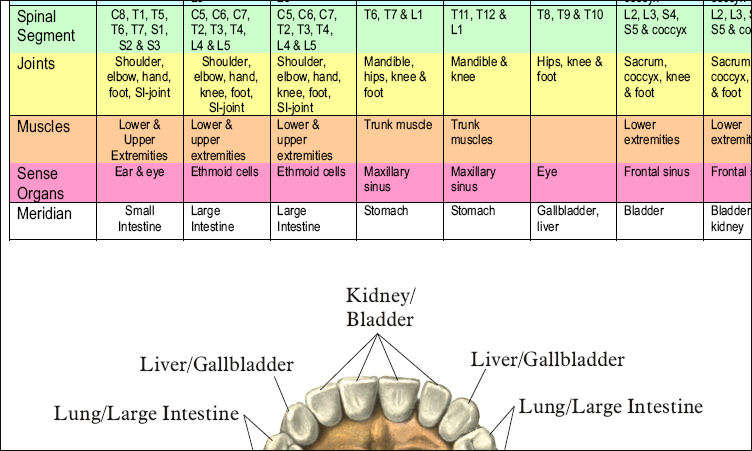 Endocrine Gland Chart