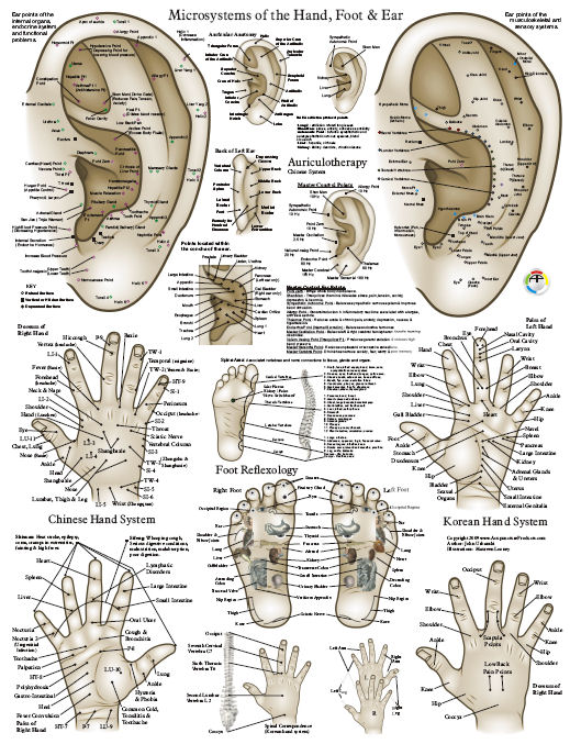 Ear Acupuncture Charts 4991