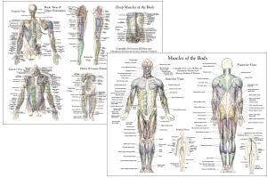 Labeling Muscles