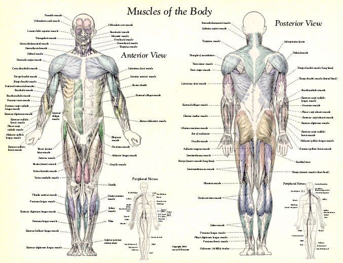Body Muscles