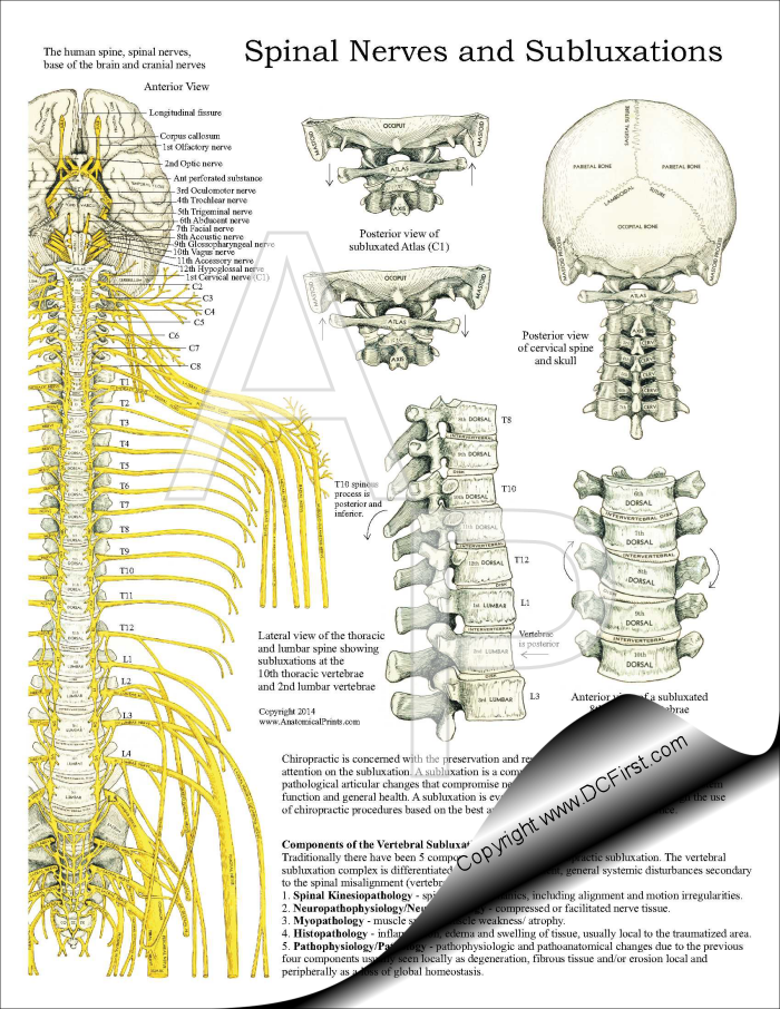 Spinal Nerves and Subluxations Pad