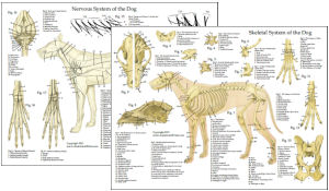 Animal Anatomy Charts
