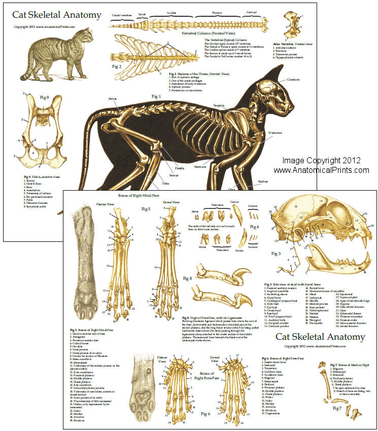 Cat Skeletal Anatomy Chart