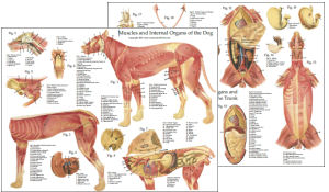 canine muscle diagram