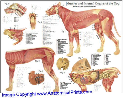 Dog Muscular Anatomy Chart