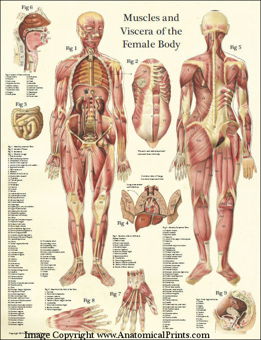 anatomy posters