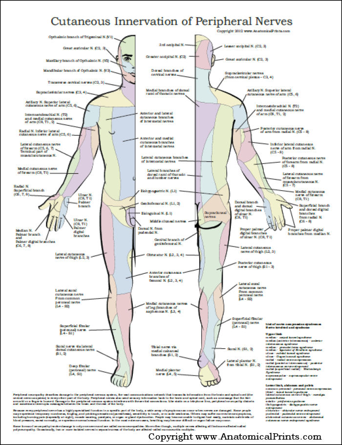 spinal nerve distribution