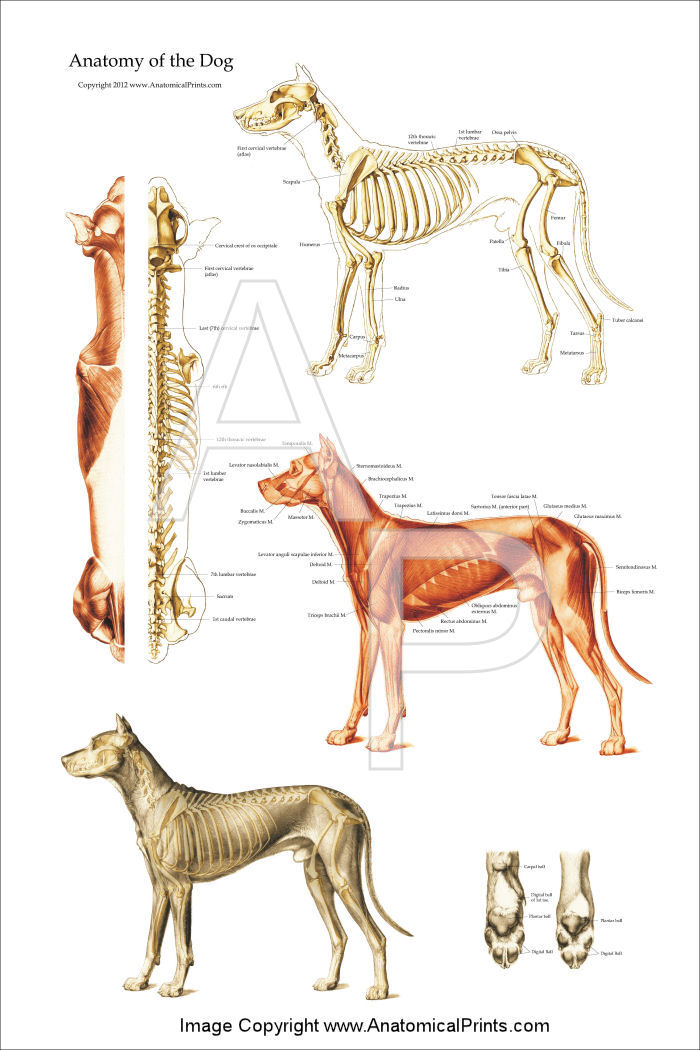Dog Anatomical Chart