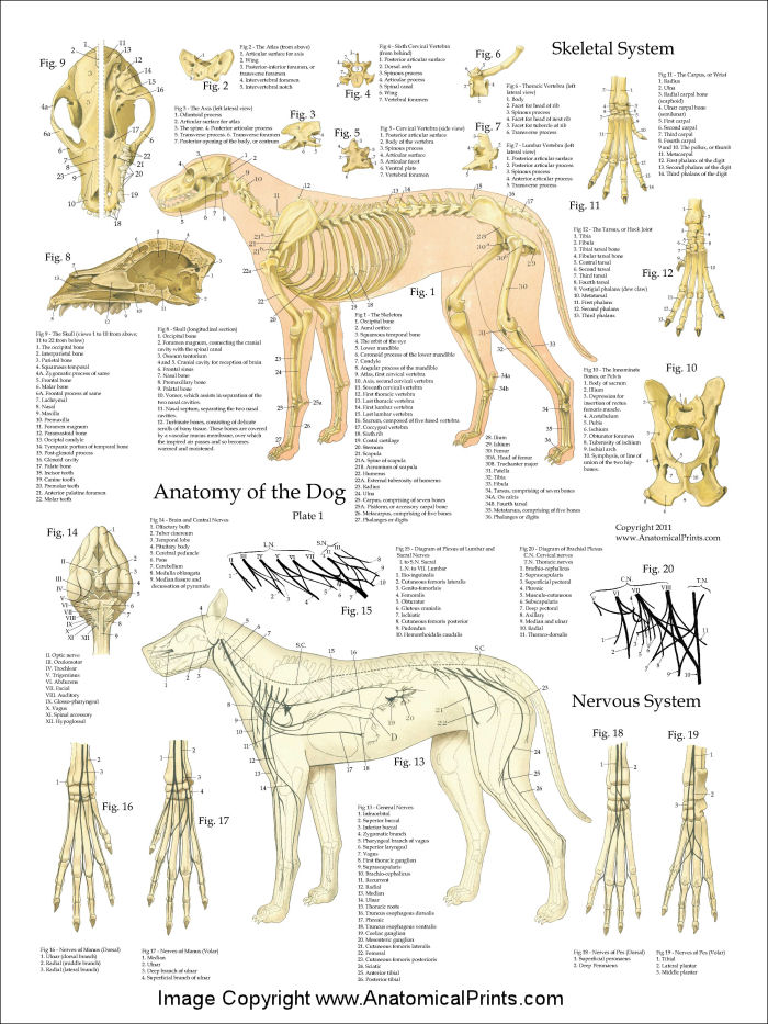 Dog Anatomy Skeletal Nerves Poster