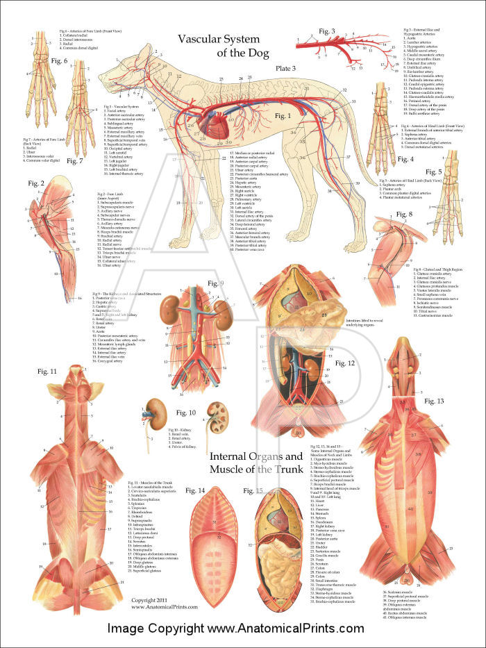 Dog Circulatory Anatomy Poster