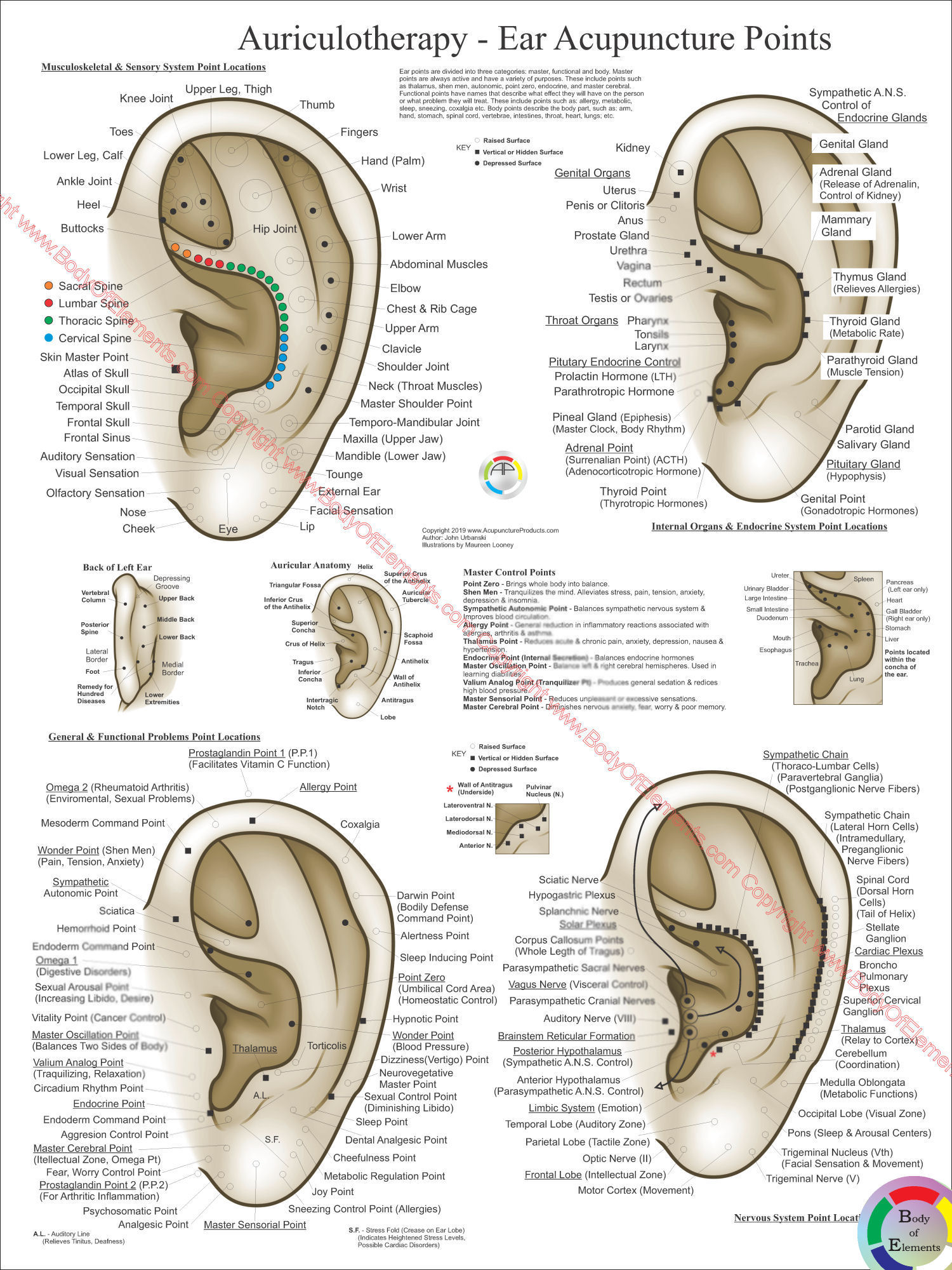 Auriculotherapy Ear Acupuncture Poster 8687