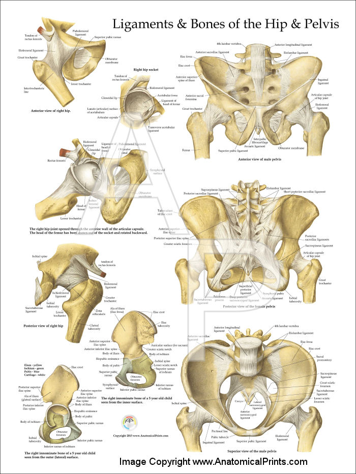 Pelvis and Hip Anatomy Poster