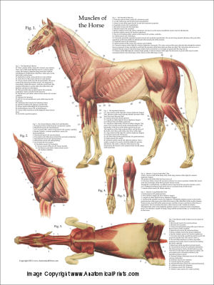 Horse Anatomical Charts and Posters