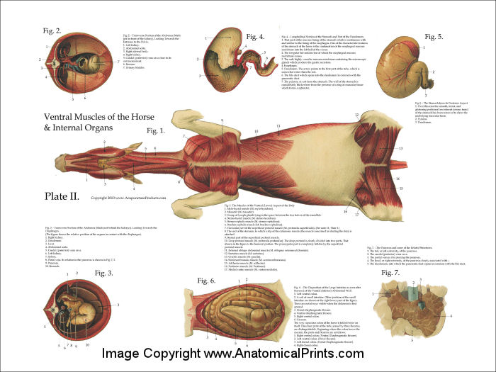 Horse Muscles and Viscera Anatomy Poster