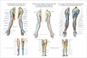 Chiropractic Charts and Posters