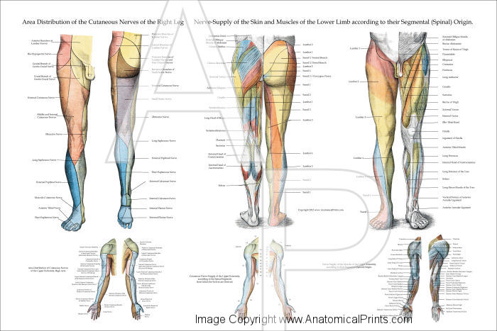 Nerve Innervation of Lower Extremities Poster