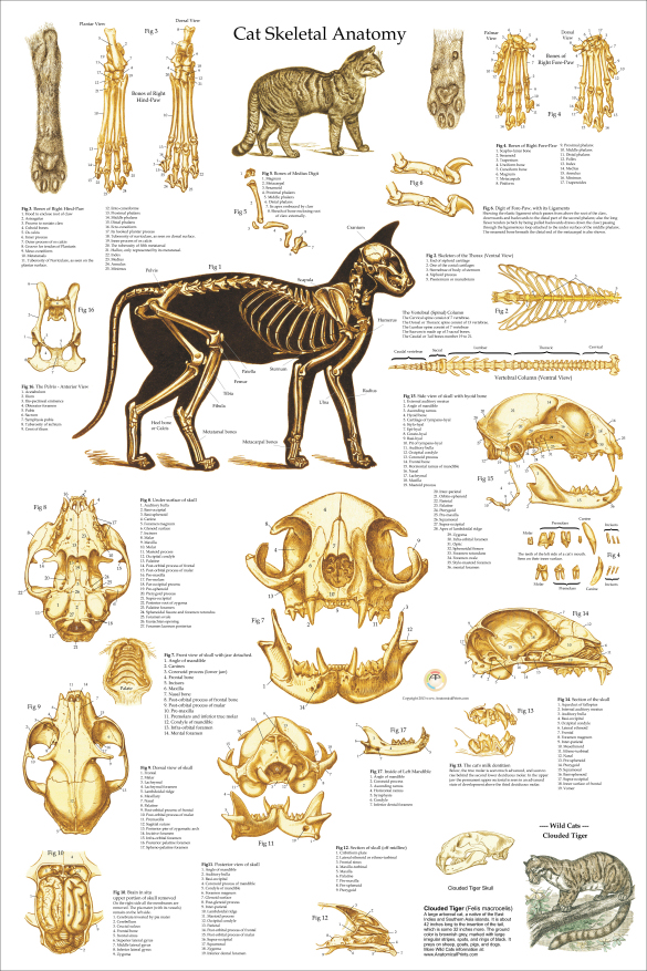 Cat Skeletal Anatomy Poster