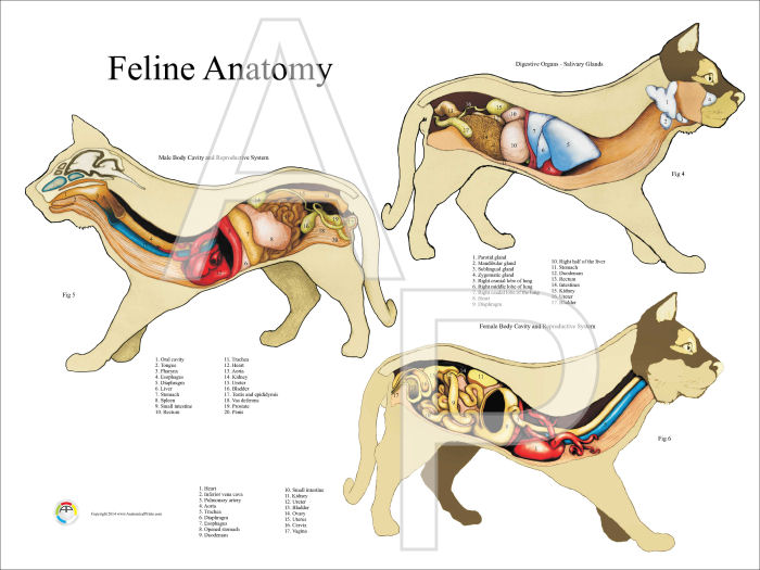 Feline Anatomy Poster