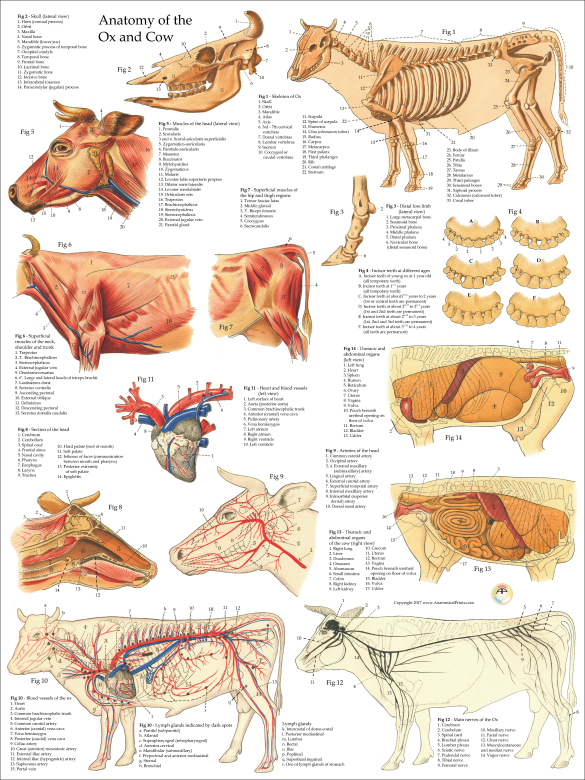 Cow Ox Anatomy Poster