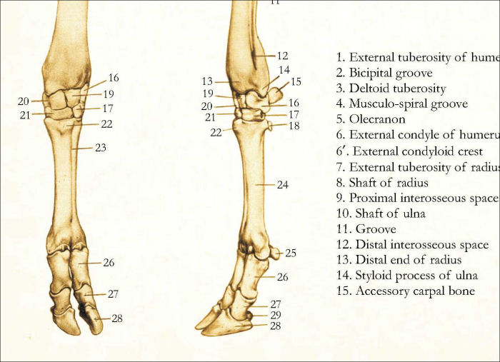 Skeletal Anatomy Of The Cow Poster