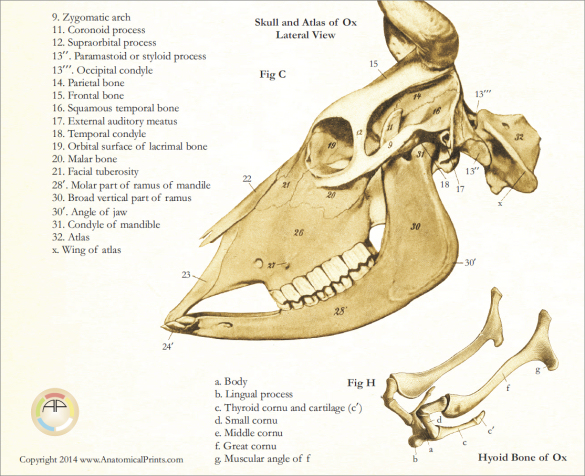 Bovine Skull Anatomy Poster