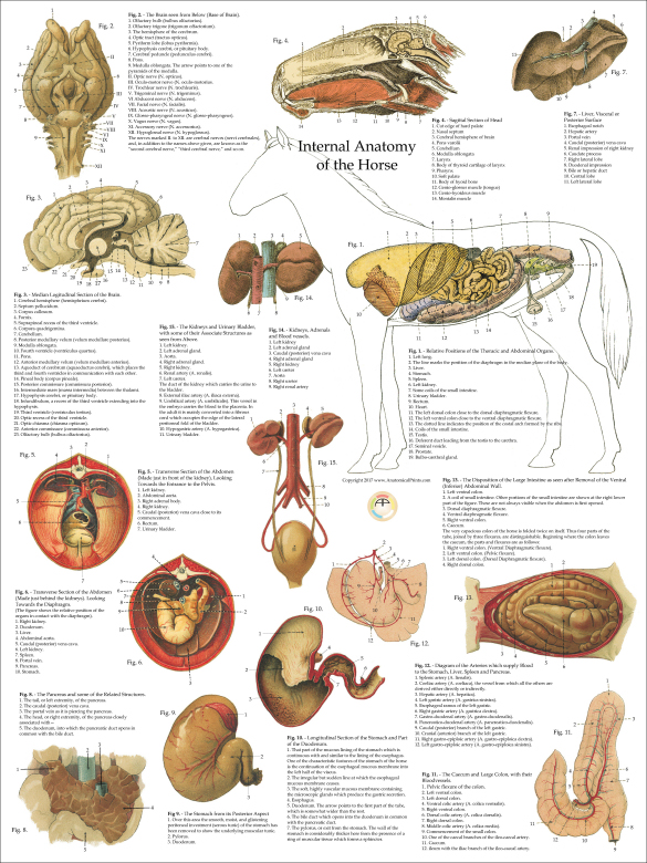 Horse Internal Anatomy Poster