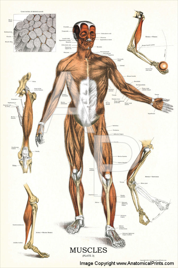 Muscles Anatomy Poster