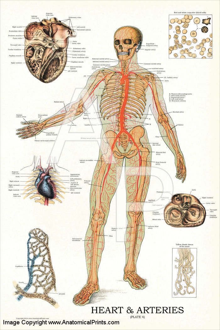 Heart and Arteries Anatomy Poster