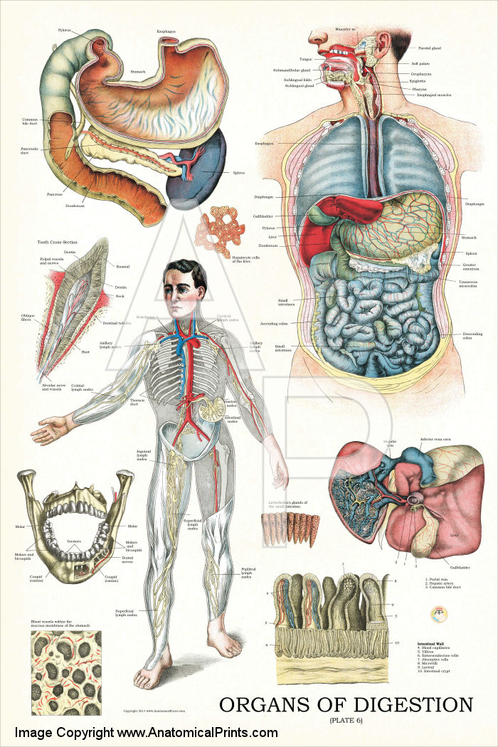 Organs of Digestion Anatomy Poster