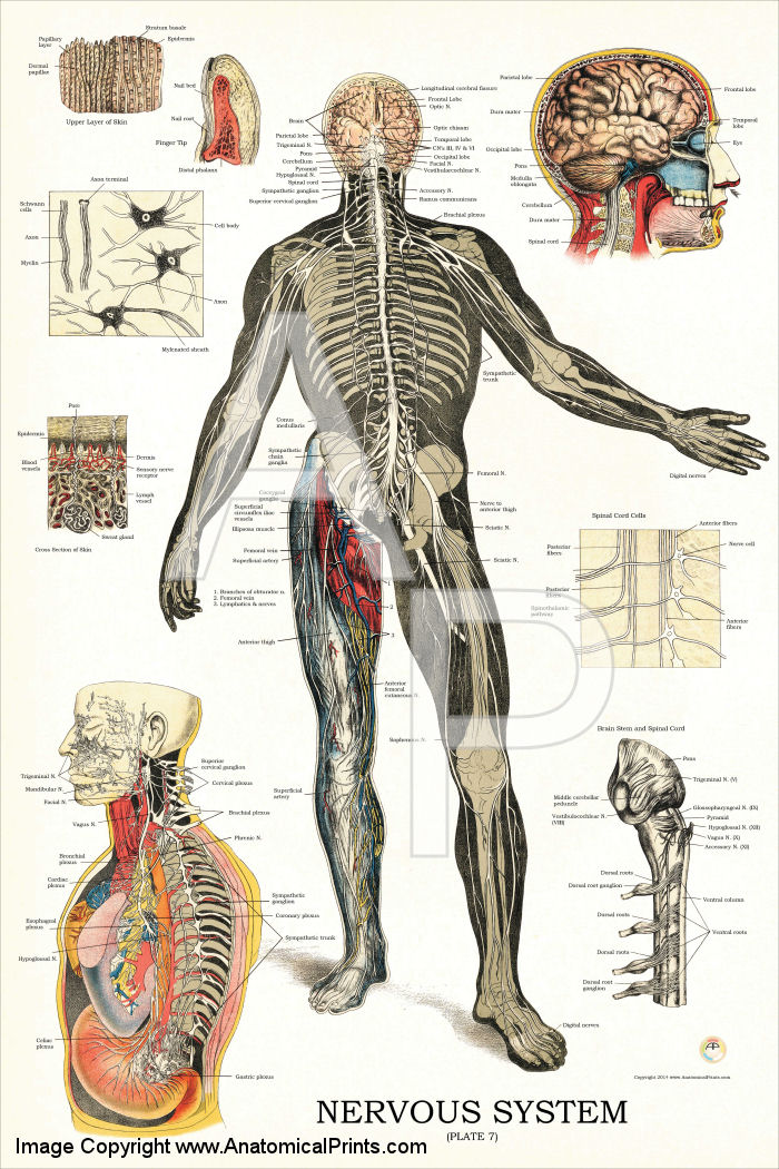Nervous System Anatomy Poster