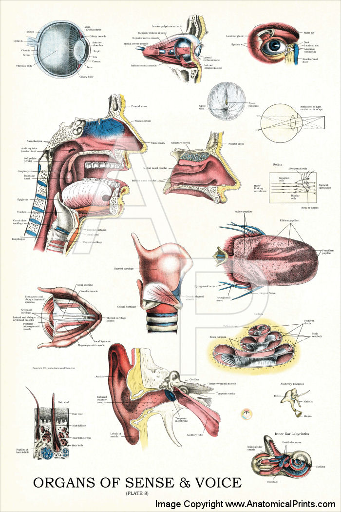 Organs of Sense and Voice Anatomy Poster