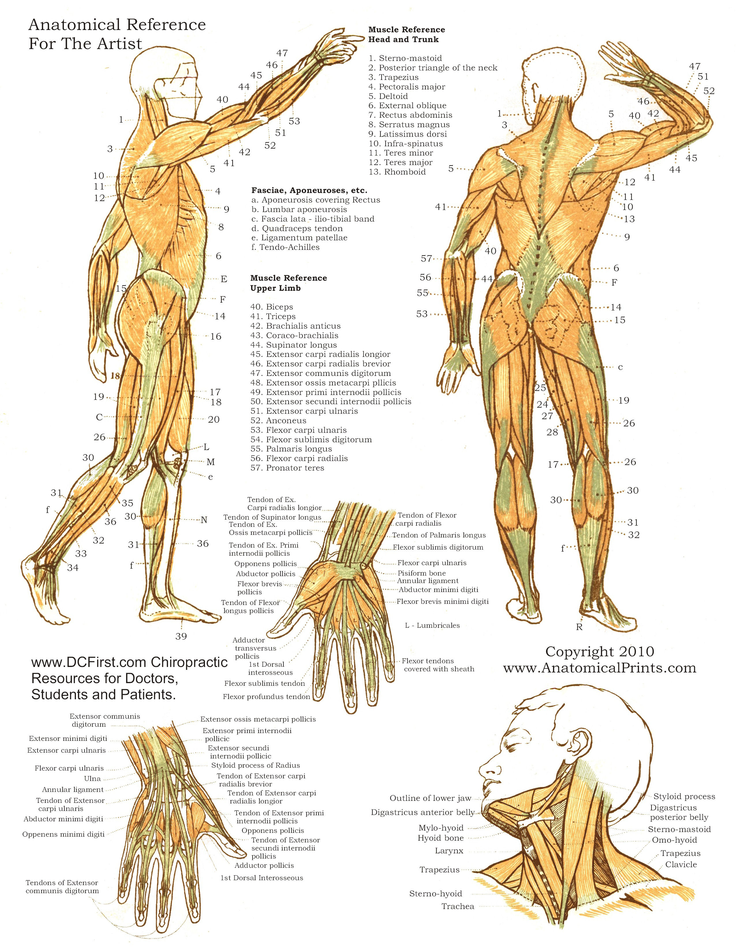 Free Printable Anatomy Charts Printable Templates