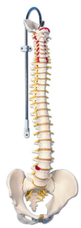 chiropractic spine model