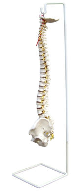 chiropractic spine model