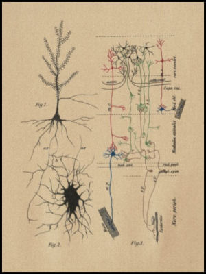 Human brain neurons