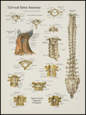 Cervical Spinal Anatomy