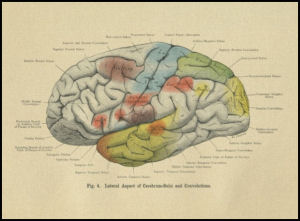 Human brain artwork