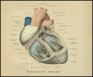 Human heart anatomy print