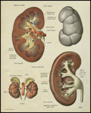Human kidney anatomy artwork