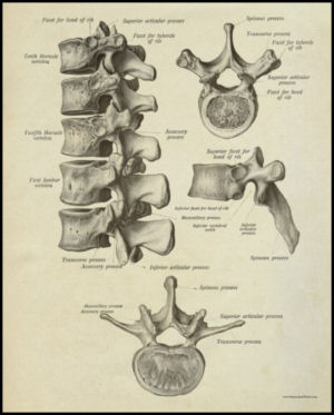 Lumbar Spinal Vertebrae