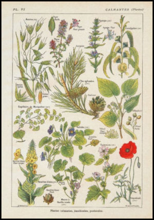 Medicinal plants in French