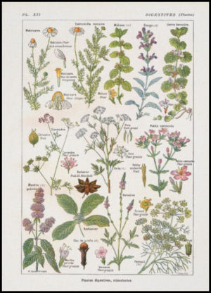 French medicinal plants