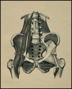 Pelvic lumbar muscles