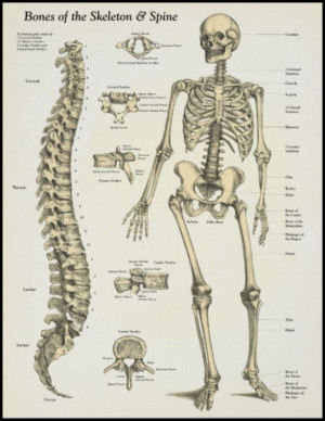 Spinal Bones