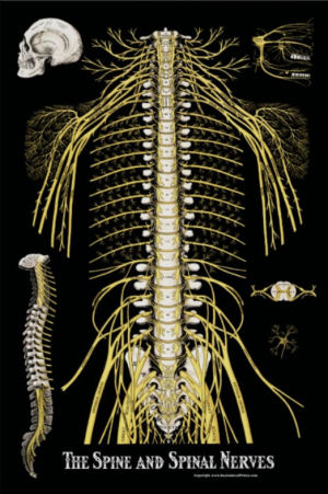 Spine and Spinal Nerves